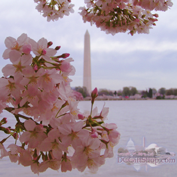 Washington Monument framed by cherry blossoms